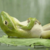 PeterTheFrog