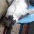 Maggie_Pie