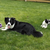 RunlikeaBorderCollie