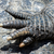 gatorsgrip