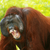 ApeFinance22