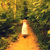 TapeScout
