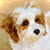 My_Dog_Sam