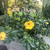 Dahlia2018