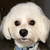 NoBullishDog