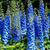 LoopAxis_58