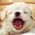 BarkingPuppy