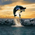 FreeWhales