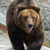 ursus_horribilis