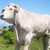 Chianina