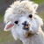 AlphaAlpaca