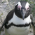 StudiousPenguin