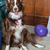 Daphnedog
