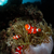 Alpha_Tide_6924