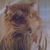 TheRealSplinter