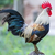 RoosterTheGallo