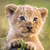 Lionhart
