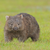 wombat26