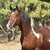 Notthenormalinvestor