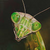 mantiwa