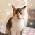CatTraderpro