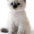 Moonlightcat