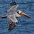 Pelicanos