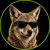CatalystCoyote