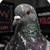 pigeon_shit