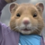 Iron_Hamster