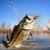 Bass_Tastic