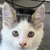 FROSTCAT