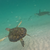 MarineLifeDestin