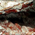 midpath
