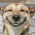 SmilingDog