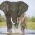 elephantass