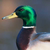 Quack_Head