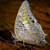 GrayV