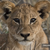 LionCub