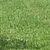 GreenLion