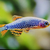 Small__Fish