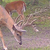 Buckstersho