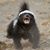 Angry_Badger