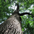 Time_in_a_Tree