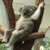 koalitytrades