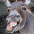 DonkeyTard