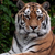 Tigerwins