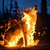 burningwolf