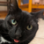 CatCrash