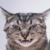 CatCrash